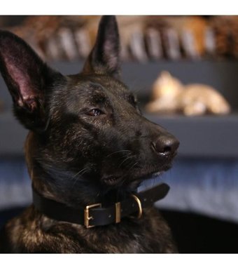CecePet Mihos Ayarlanabilir Köpek Tasması 36 - 45 cm Kahverengi