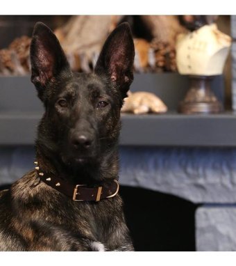 CecePet Thor Ayarlanabilir Köpek Tasması 36 - 45 cm Kahverengi