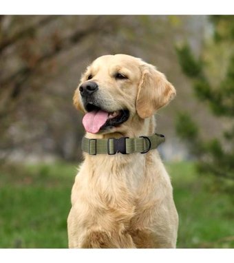 Magideal Ayarlanabilir Boyun Köpek Tasması M Yeşil