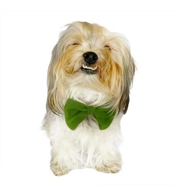 Kemique Köpek Tasması Yeşil