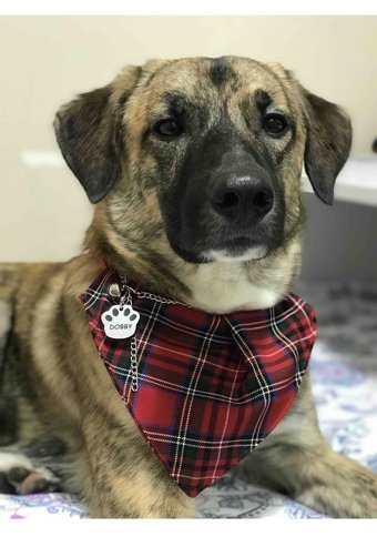 Patipatron Ayarlanabilir Köpek Tasması L Kırmızı