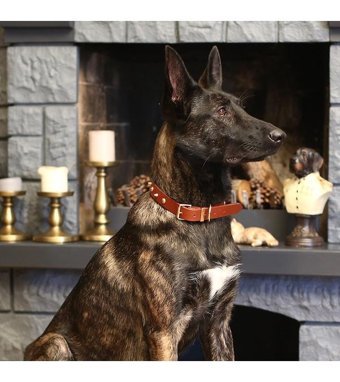 CecePet Ares Ayarlanabilir Köpek Tasması 46 - 55 cm Kahverengi