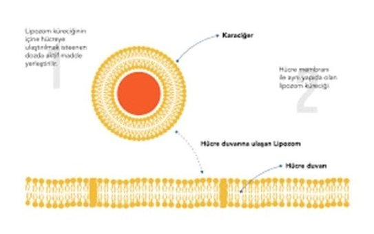 Lıpozone Lipozomal Aromasız Yetişkin Vitamin 60 ml