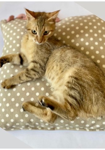 Luvaluva Yıkanabilir 55 cm Sepet Kedi Yatağı Kahverengi