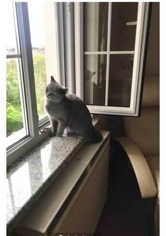 Windorwin 50 x 50 x 100 cm Kalorifer Kedi Yatağı Beyaz