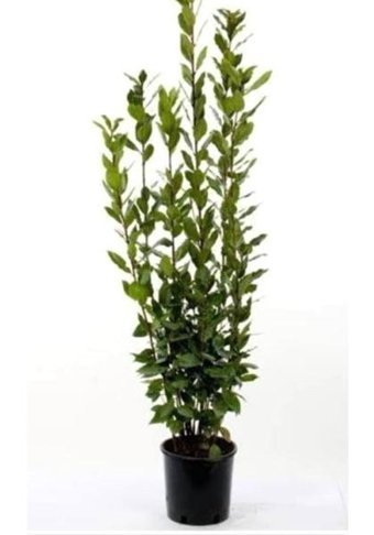 Serada Decor Plant 1 Adet Yeşil Defne Fidesi