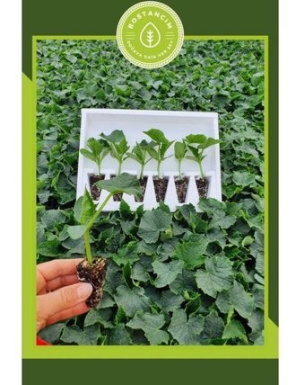 Serada Decor Plant 6 Adet Yeşil Salatalık Fidesi