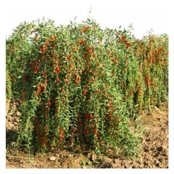 Ucuzluk Diyarı 1 Adet Kırmızı Goji Berry Fidesi