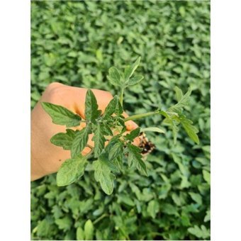 Serada Decor Plant 10 Adet Kırmızı Domates Fidesi