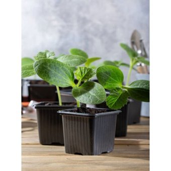 Serada Decor Plant 3 Adet Yeşil Salatalık Fidesi