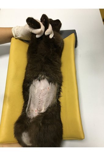 Rastbiero Ortopedik Yıkanabilir Tüm Irklar İç Mekan Köpek Yatağı Sarı