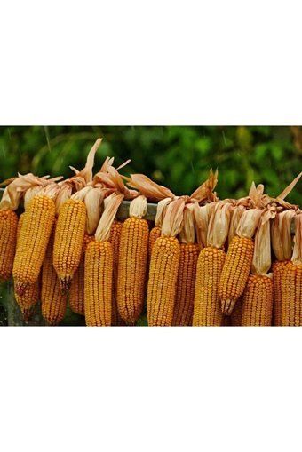 Doğal Dükkan Patlamış Mısır 1 kg