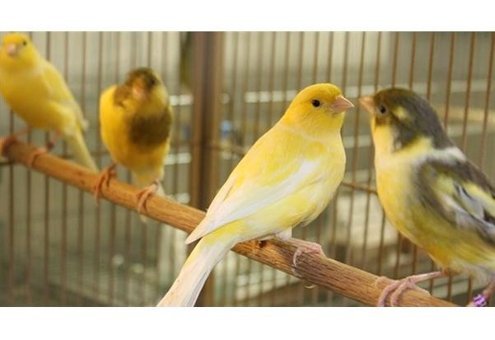 İpek Değirmen Kabuksuz Karışık Vitaminli Standart Kuş Yemi 10 kg