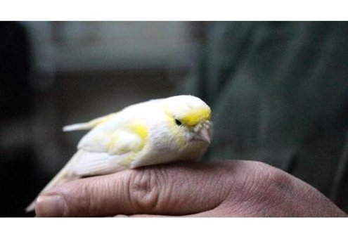 İpek Değirmen Kabuksuz Karışık Vitaminli Standart Kuş Yemi 25 kg