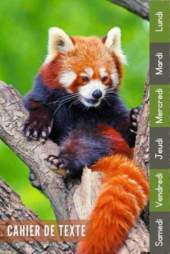 Cahier De Texte: 2024 2025 Panda Roux Pour Tudiants Cp, Ce1, Ce2, Cm1, Cm2, Collge Et Lyce Pour Une Anne Scolaire Russie Editions, Biblofy Independently Publıshed
