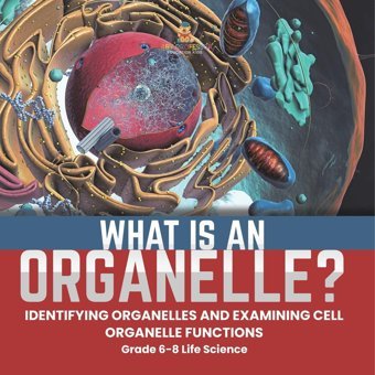 What İs An Organelle? Identifying Organelles And Examining Cell Organelle Functions Grade 6-8 Life Science Baby Professor Baby Professor