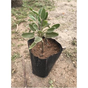 Serada Decor Plant Tüplü 1 Adet Yeşil Çiçek Fide
