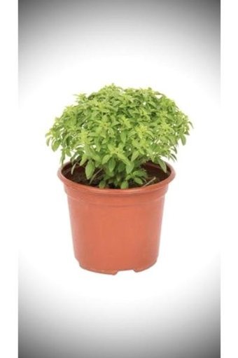 Serada Decor Plant Saksılı Organik 1 Adet Yeşil Sebze Fide