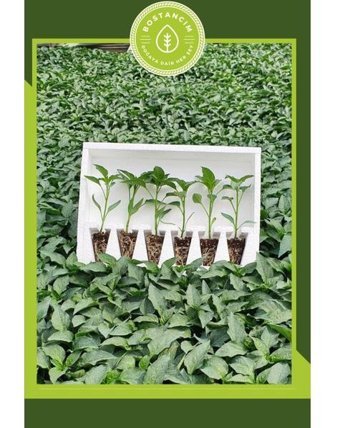 Serada Decor Plant Samandağ Organik 6 adet Yeşil Sebze Fide