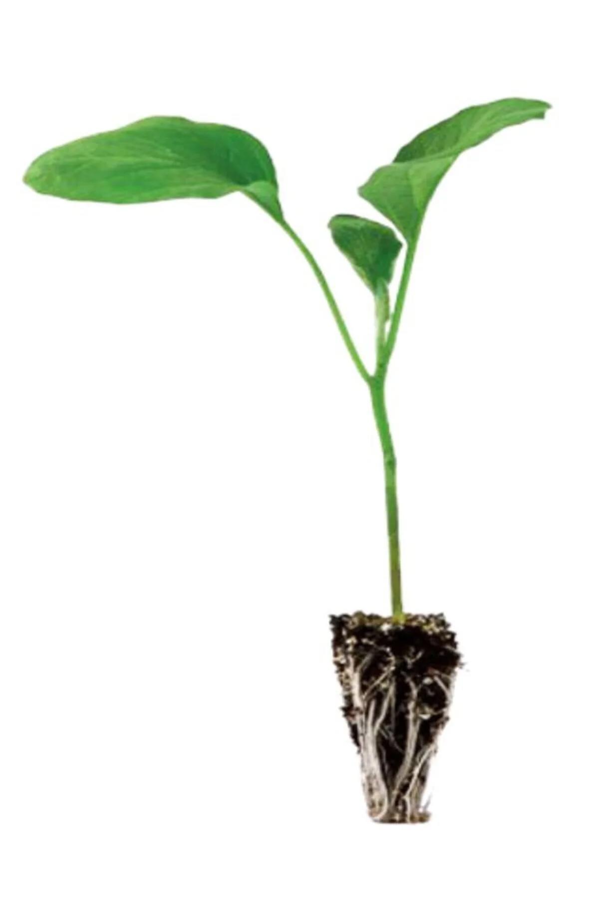 Serada Decor Plant Uzun Organik 3 Adet Mor Sebze Fide