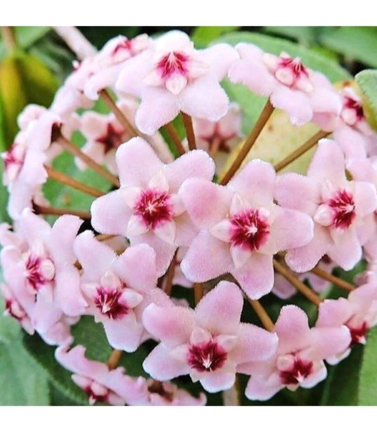 Serada Decor Plant 1 Adet Pembe Çiçek Fide