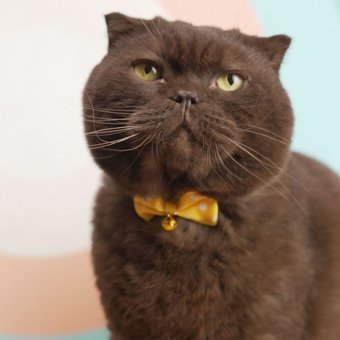 Adupet Papyonlu Sarı Gezdirme Göğüs Kedi Tasması