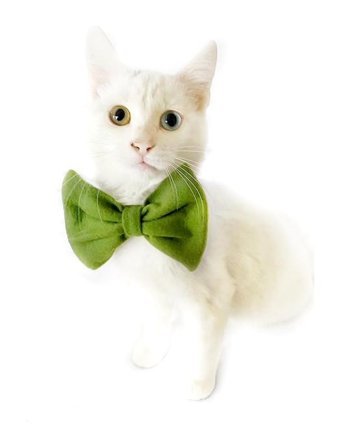 Kemique Green Fluff Papyonlu Yeşil Gezdirme Boyun Kedi Tasması