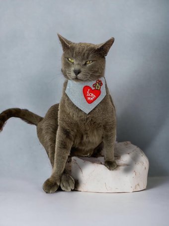 Kemique Love You Papyonlu Açık Mavi Gezdirme Boyun Kedi Tasması