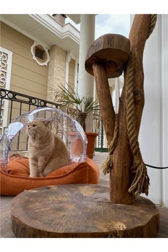 Decolemun Yuvarlak İç Mekan Kedi Evi Şeffaf
