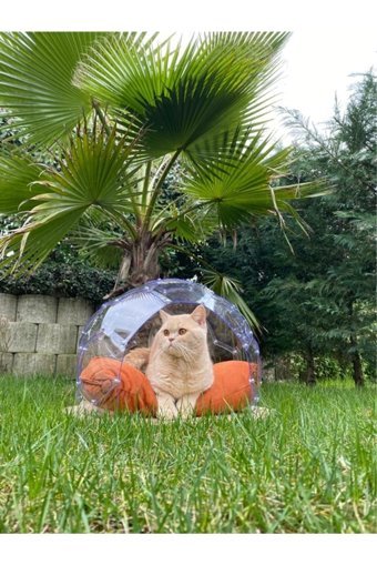 Decolemun Yuvarlak İç Mekan Kedi Evi Şeffaf
