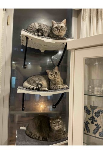 Bobostores Vantuzlu portatif Dikdörtgen Hamaklı İç Mekan Kedi Evi Ahşap Rengi