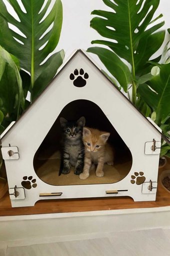 Hbnc Kulübe Dikdörtgen Tek Katlı İç-Dış Mekan Mdf Kedi Evi Beyaz