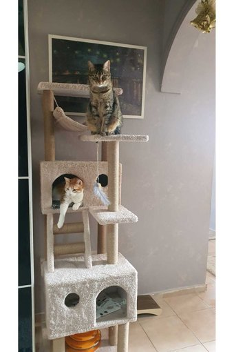 Pethomealpi Kule Tipi Tırmalamalı 4 Katlı İç Mekan Ahşap Kedi Evi Bej