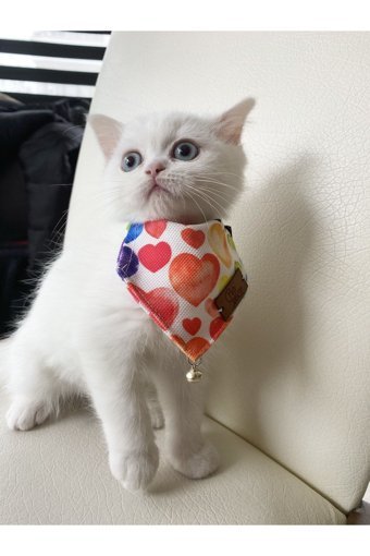 Patipatron PP-T1001 Fular S Renkli Gezdirme Boyun Kedi Tasması