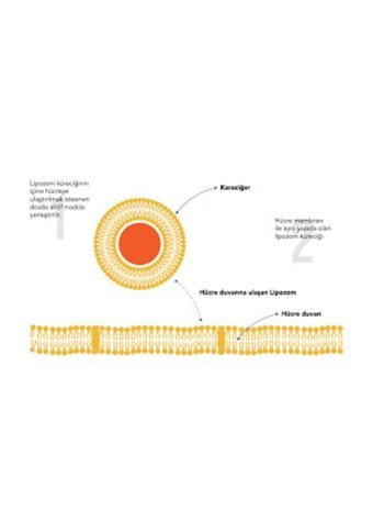 Lipozone Lipozomal B12 Vitamin Yetişkin 60 Adet