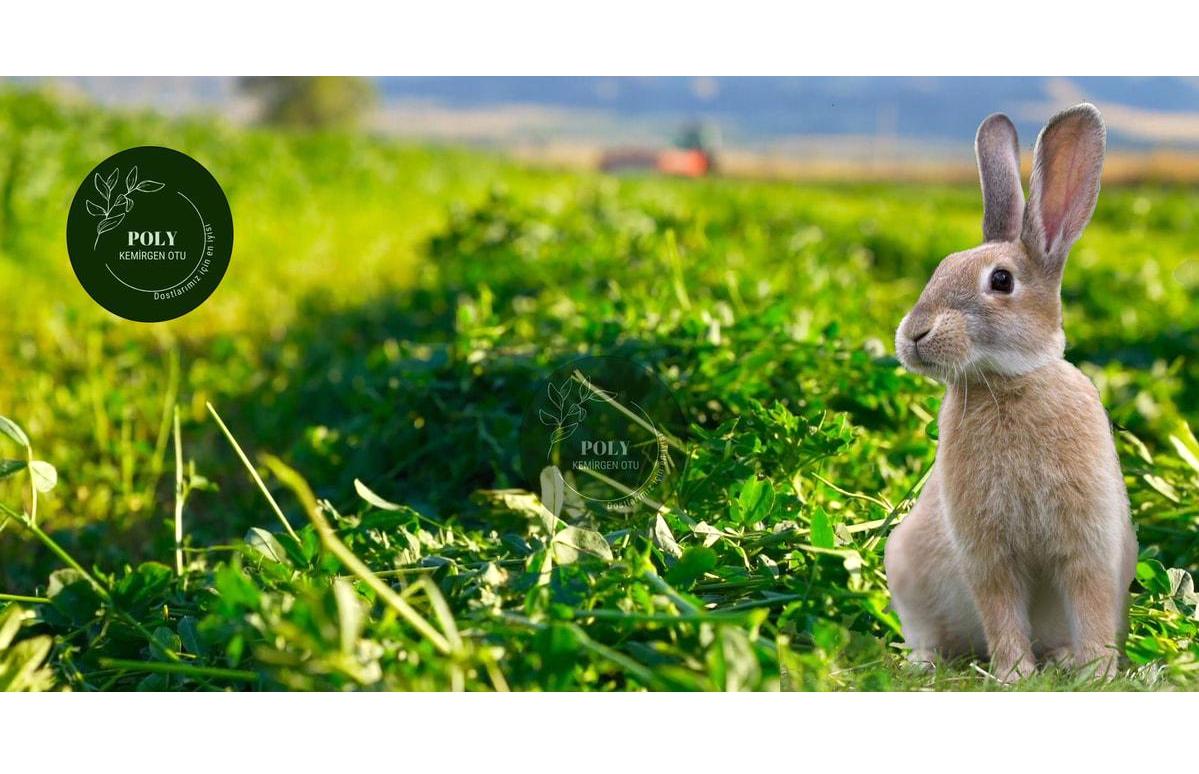 POLY Kemirgen DOĞAL KURU YONCA KEMİRGEN OTU-TAVŞAN-GİNEPİG-HAMSTER 500 Gr