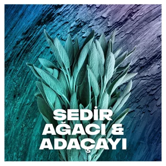 Axe Apollo Pudrasız Ter Önleyici Sprey Erkek Deodorant 3x150 ml
