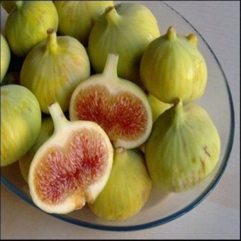 Aydın Sarı Lop Incir Fidanı