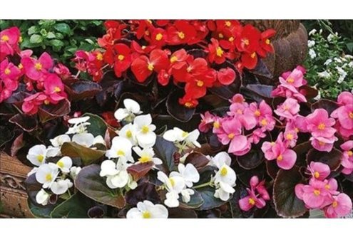 Fi-Dans 8 Adet Tüplü Karışık Renk Küçük Hanım Çiçeği