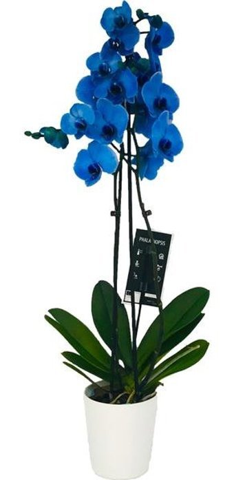 Palmiye Çift Dal Mavi Orkide