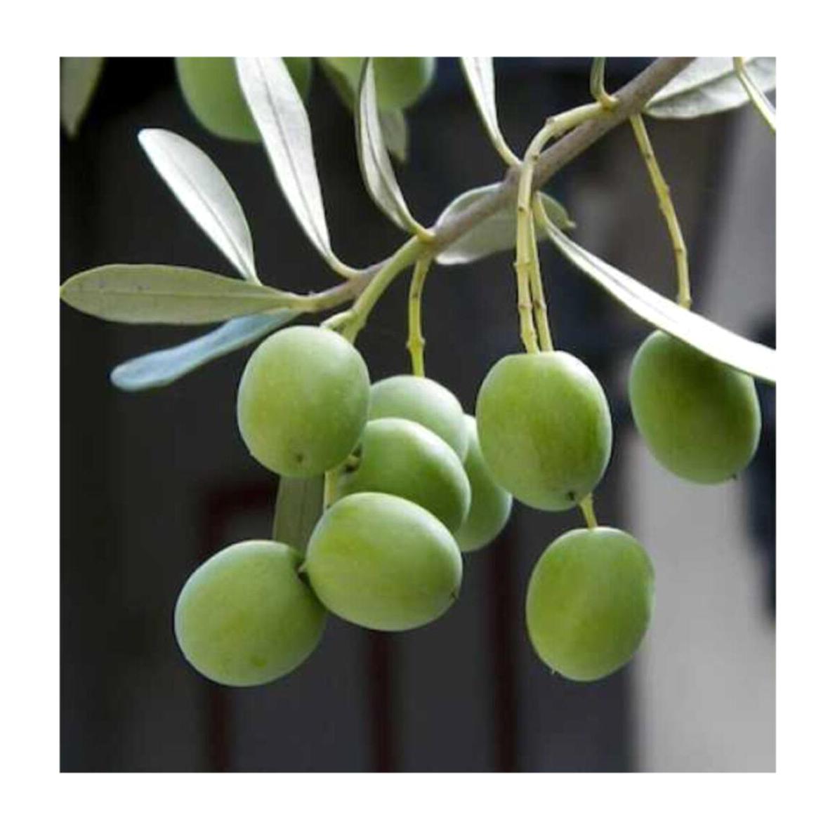 BY Adatarım Tüplü Organik 10 Adet Yeşil Zeytin Fidesi