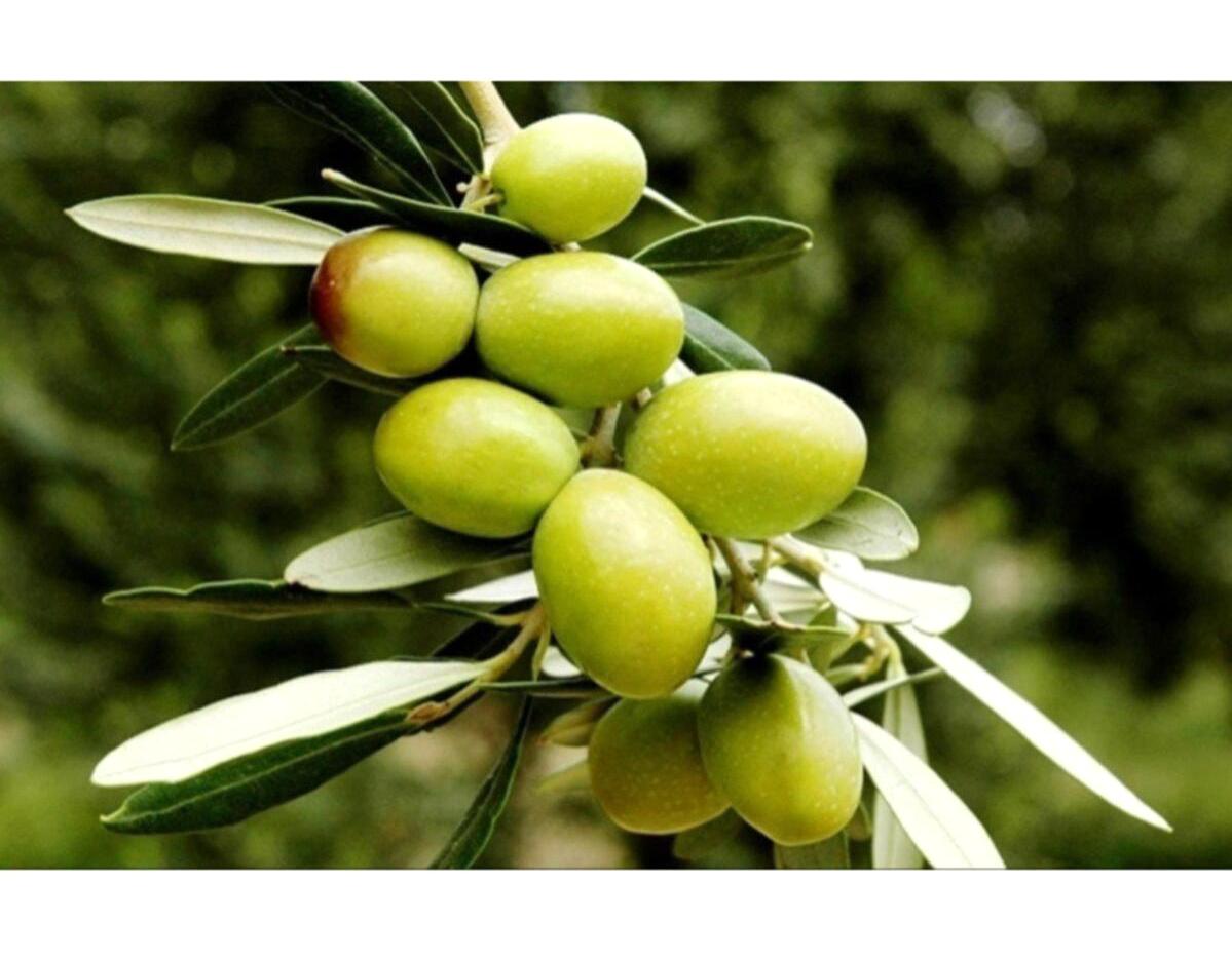 BY Adatarım Tüplü Organik 1 Adet Yeşil Zeytin Fidesi